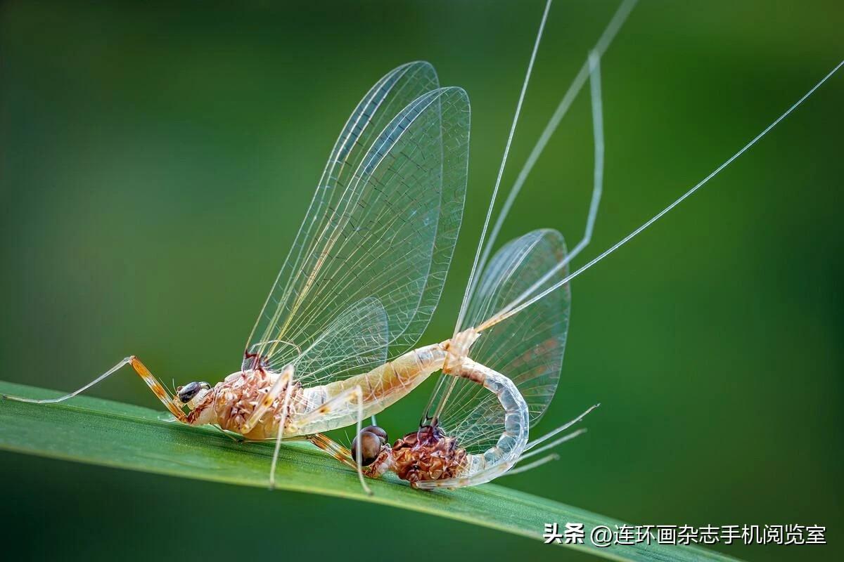 朝生暮死的蜉蝣