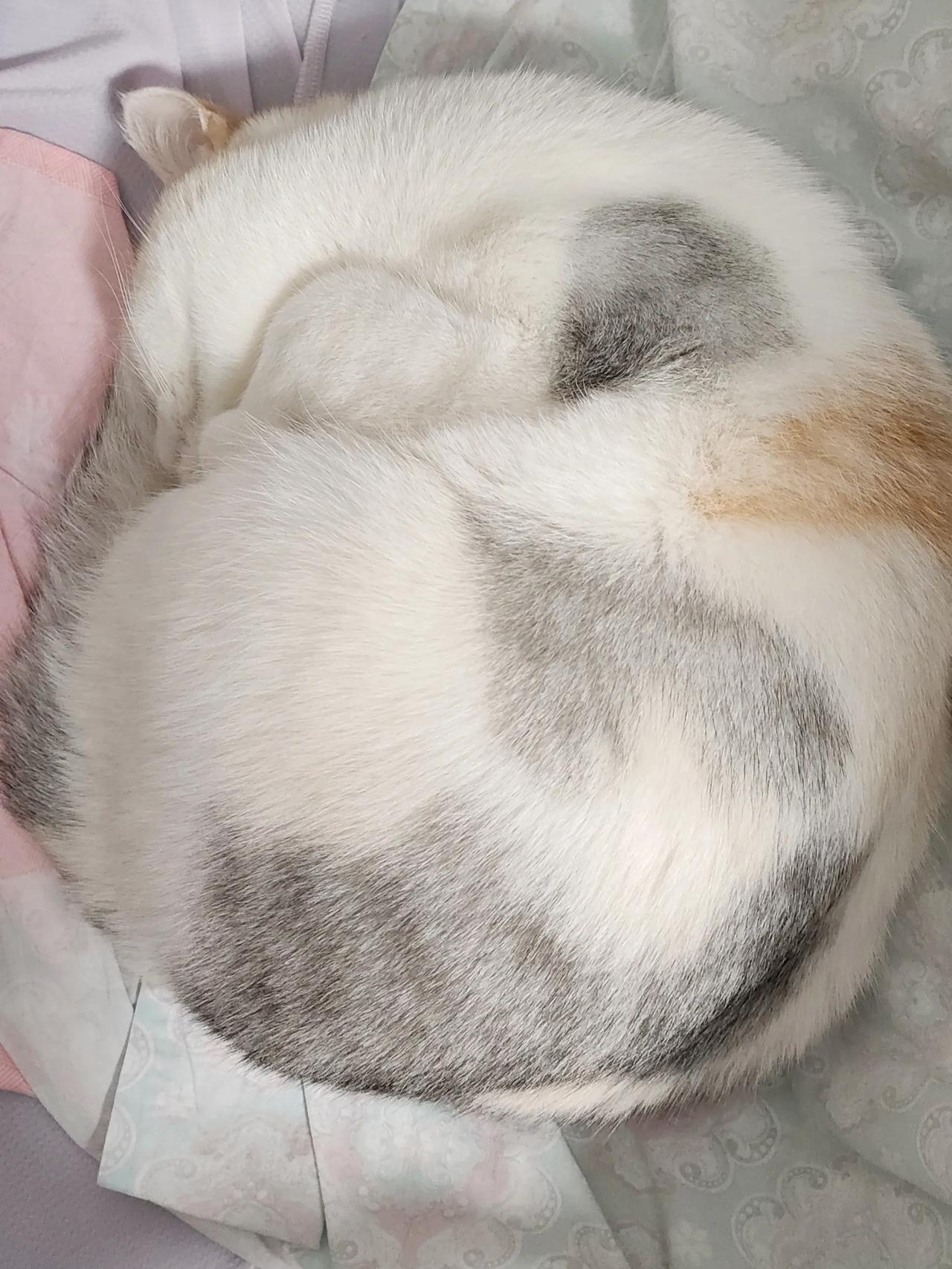 小猫既好动又机警，想要拍到它一张清晰的正面照，真的是挺不容易的事情。
