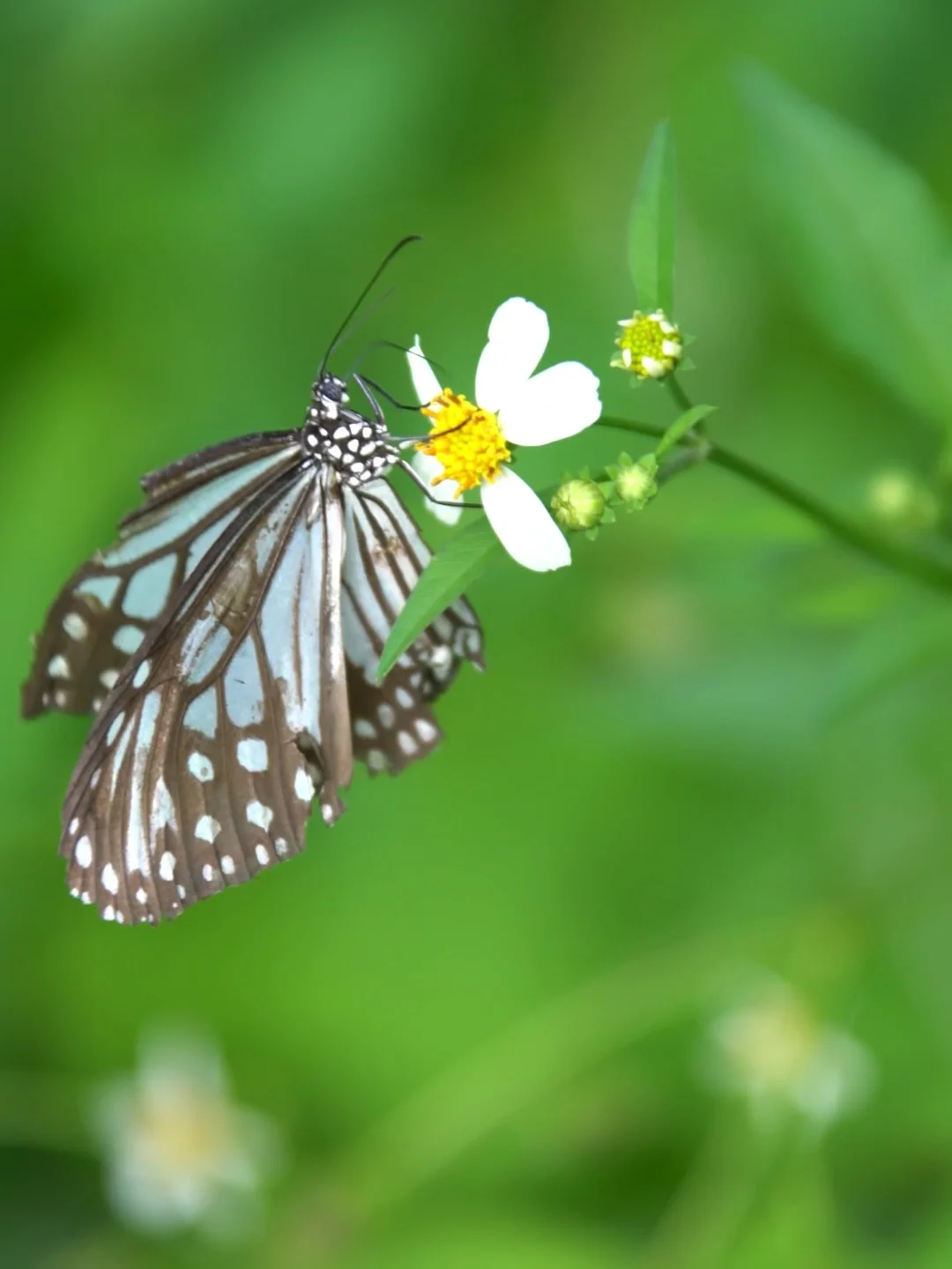 𝓌𝓮𝓁𝒸𝓸𝓂𝓮 🌿春天