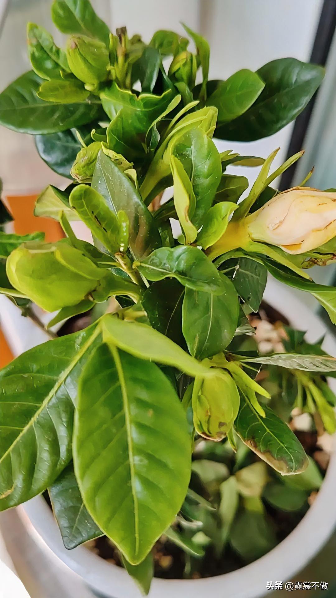 春日生活打卡季买了一颗盆栽栀子花，怎么养不活，好像快死了？