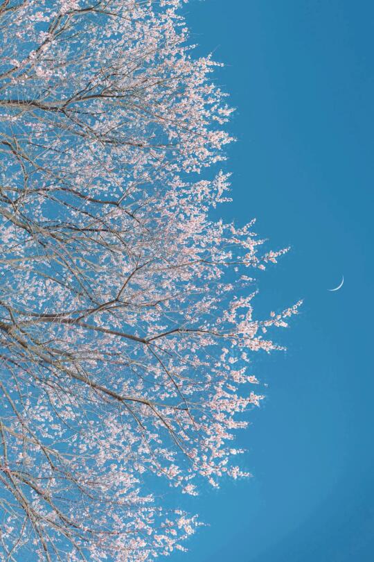 🌸｜春日雪