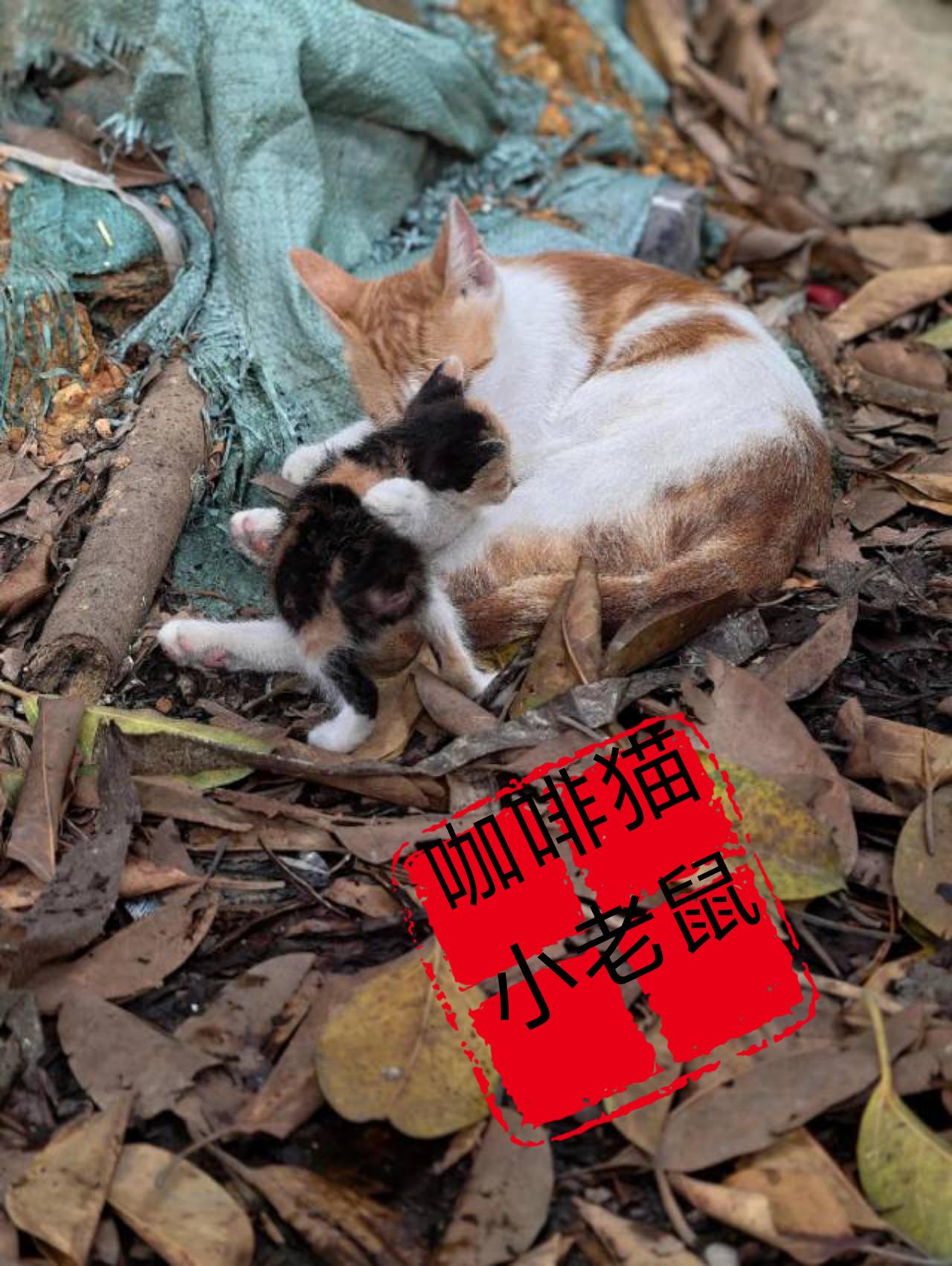 这组非常暖心的视频画面简直太让人治愈了，只要有自己的母亲在，那里都是温暖的港湾！