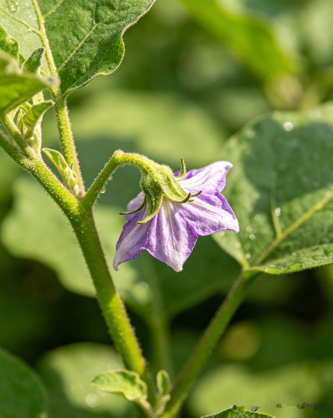 茄子第一朵花，咋就那么重要
 
真的太重要了！第一朵门茄管不好，植株容易坠棵早衰