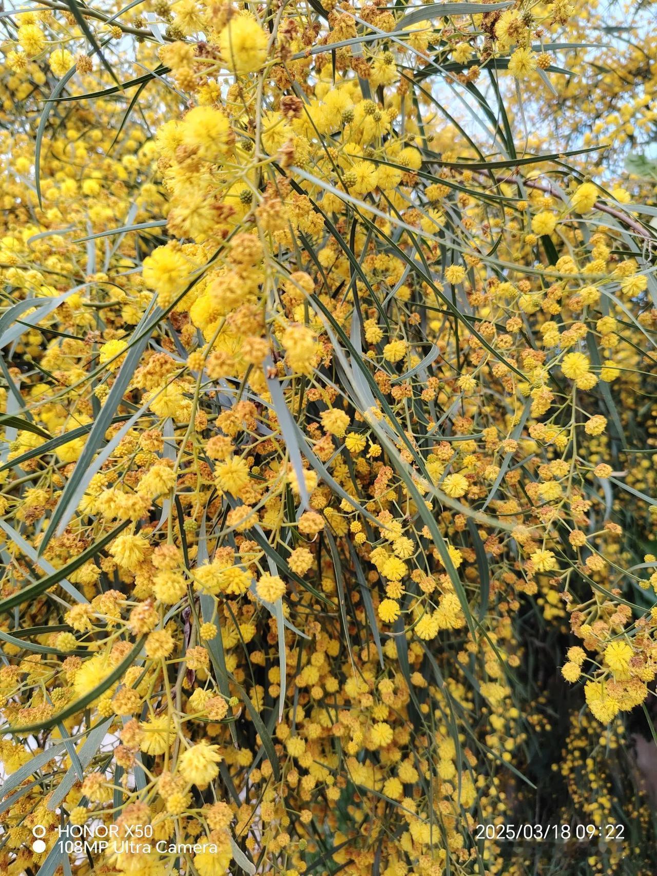 万能生活指南滿树花儿金黄开！