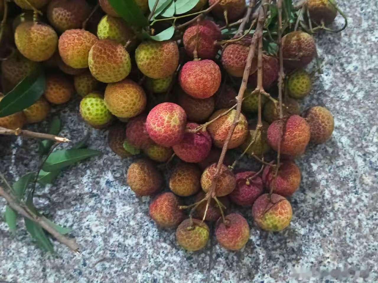 合江人的第1口荔枝 合江荔枝 7 月中旬才上市，把甜蜜留在最后。合江人第 1 口