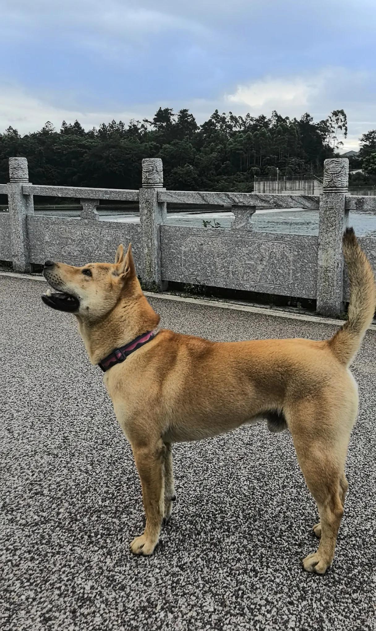 我家毛孩子田园犬小虎很少掉毛的原因。
 
这是田园犬小虎在手机原相机下的样子，毛