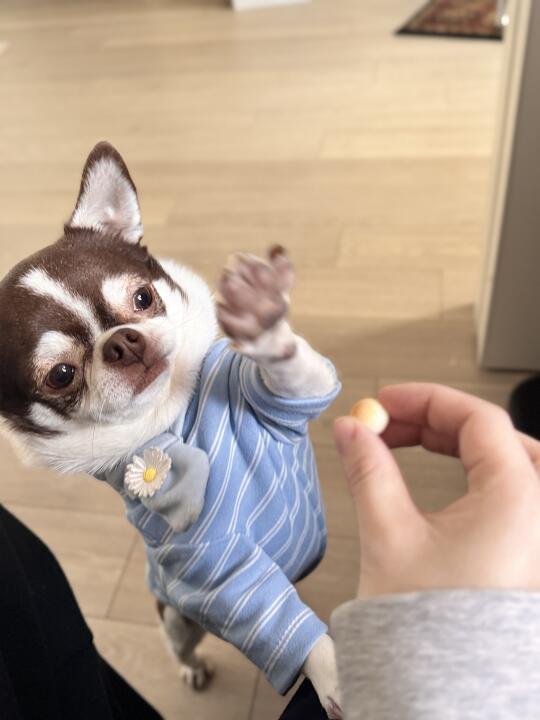 今天的围脖圈圈真的超好看｜吉娃娃日常