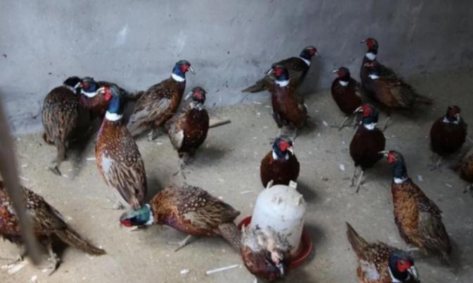 东北野鸡泛滥成灾，为何很少有人吃？当地农民直言：“别说吃了，我们甚至都不敢招惹它