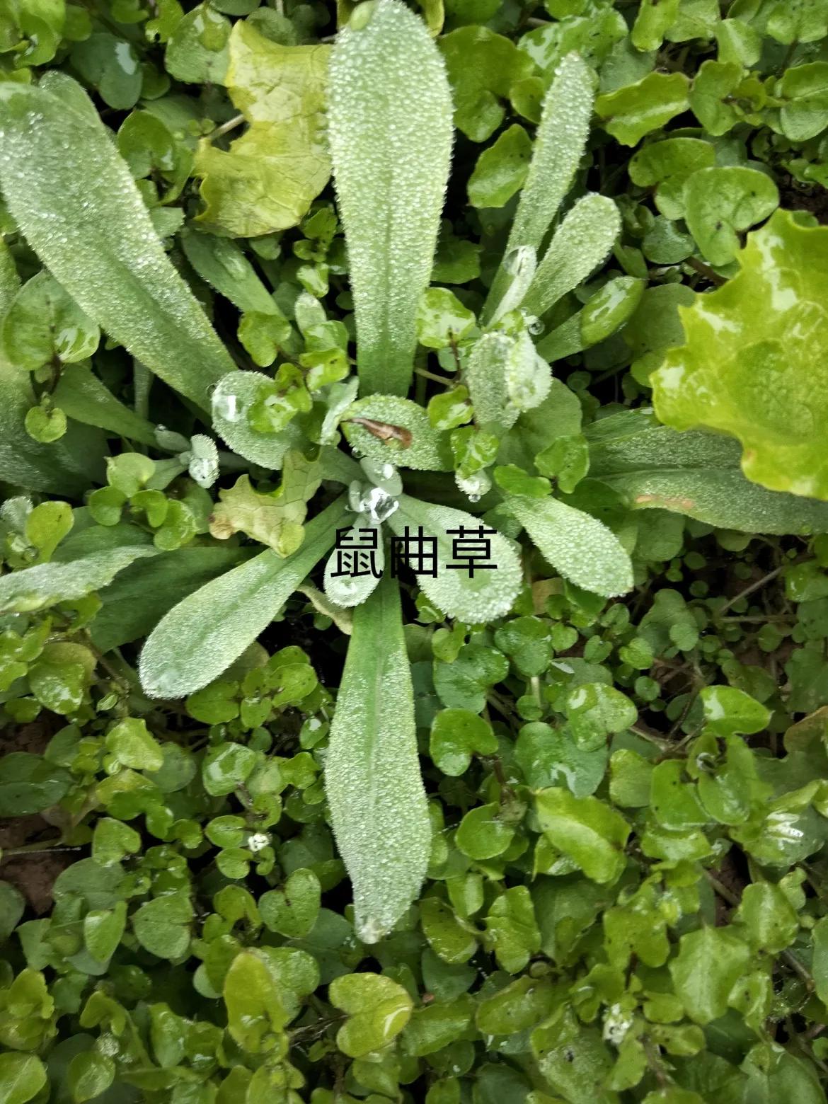 农村里常见的十二种可以吃的野菜:鼠曲草，苦荬菜，碎米荠，折耳根，百合，蒲公英，苣