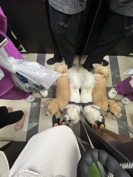 老老实实坐电梯的俩兄妹