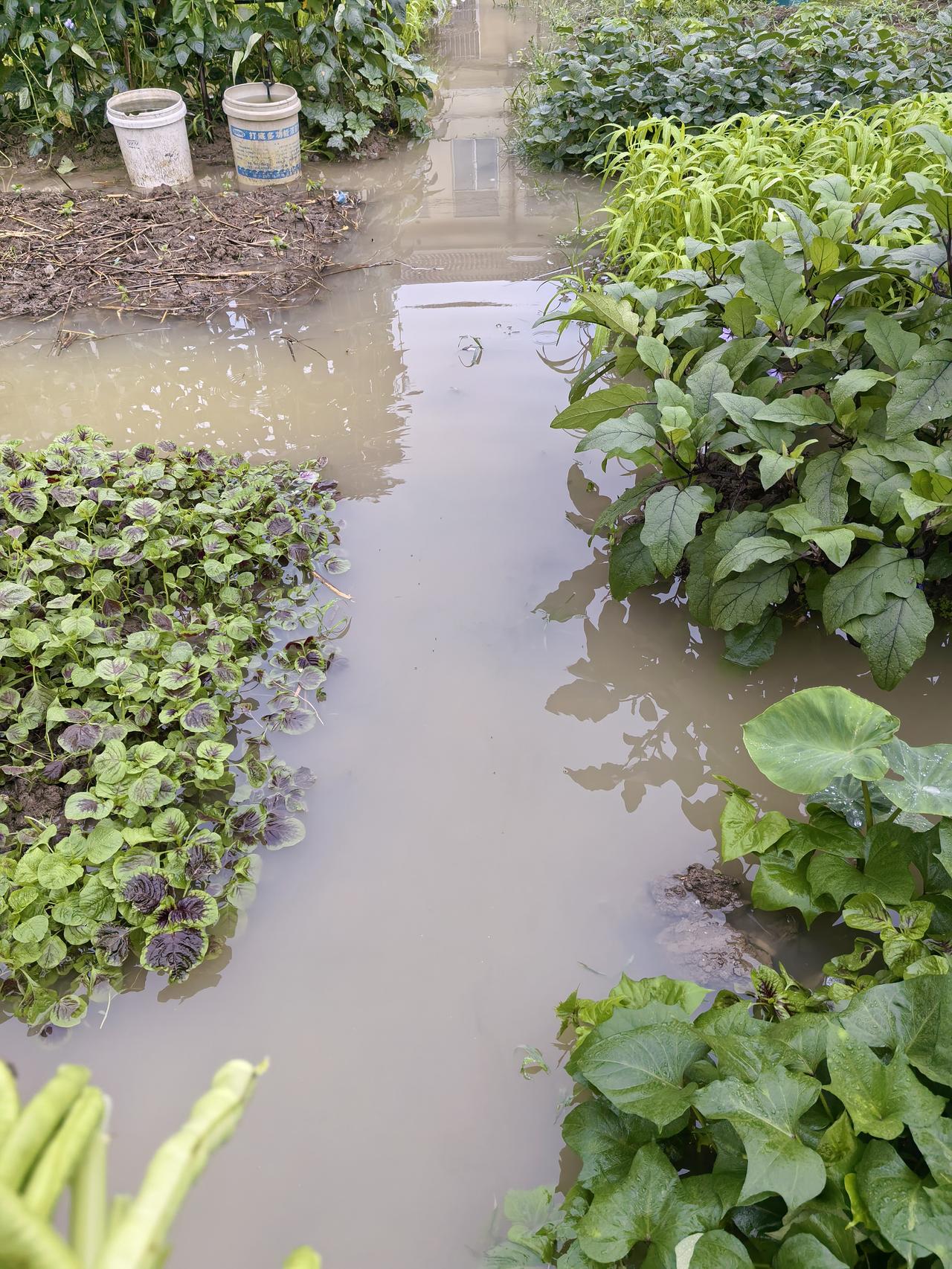 水淹了！水淹了！一片汪洋啊！

刚刚，钻了个雨空档，去小菜园采摘！

一片汪洋。