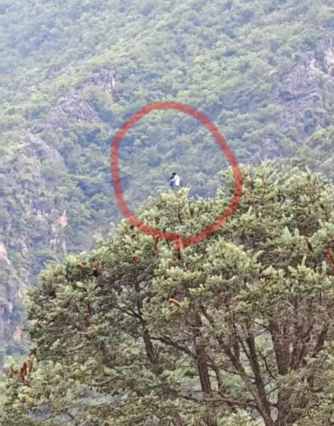 远远看去好像是一对相拥的情侣，站在树颠之上随风摇摆，仿佛一对仙人！放大一看，原来