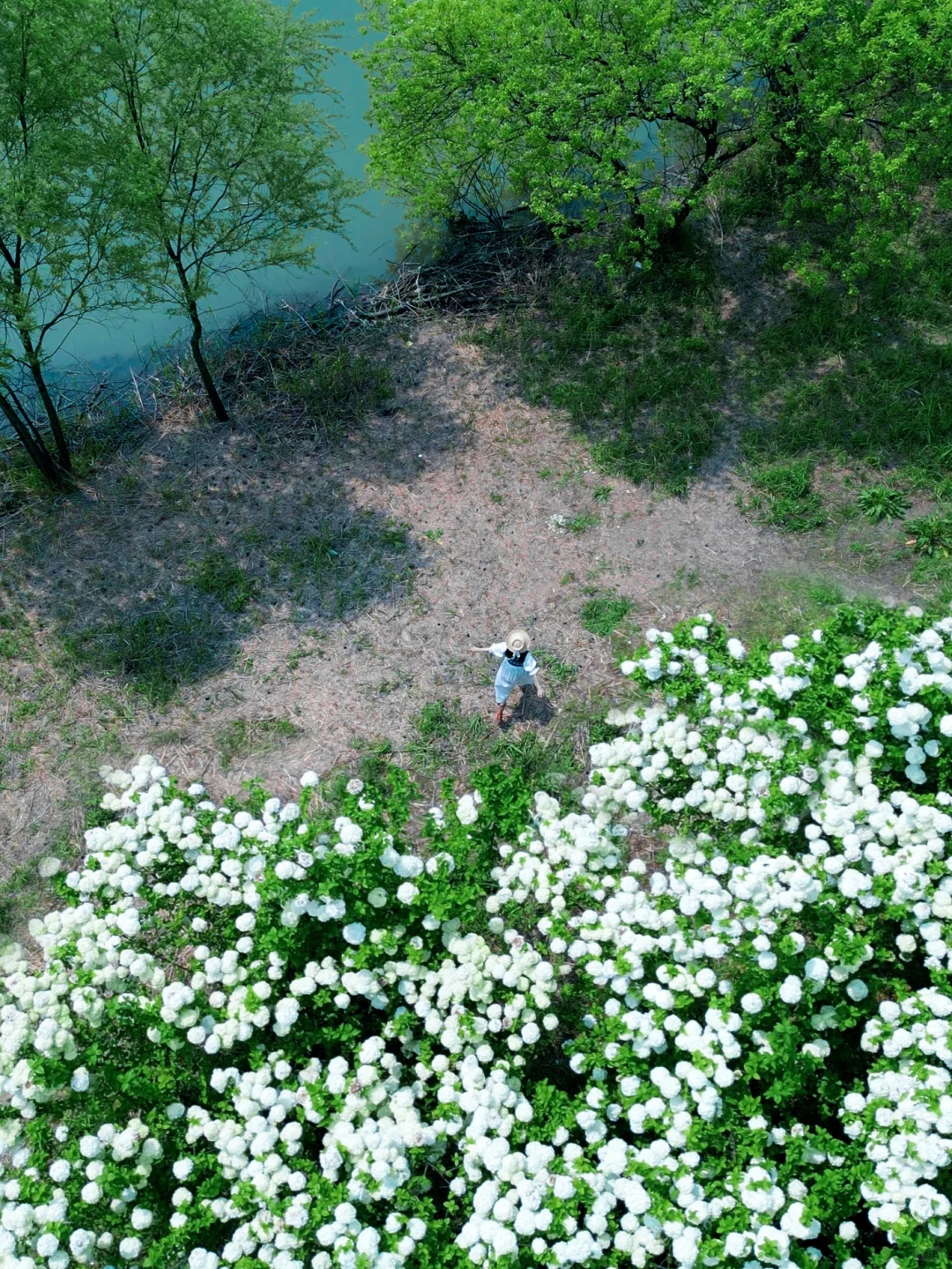 别去湘湖人挤人！这片木绣球花海无人问津！