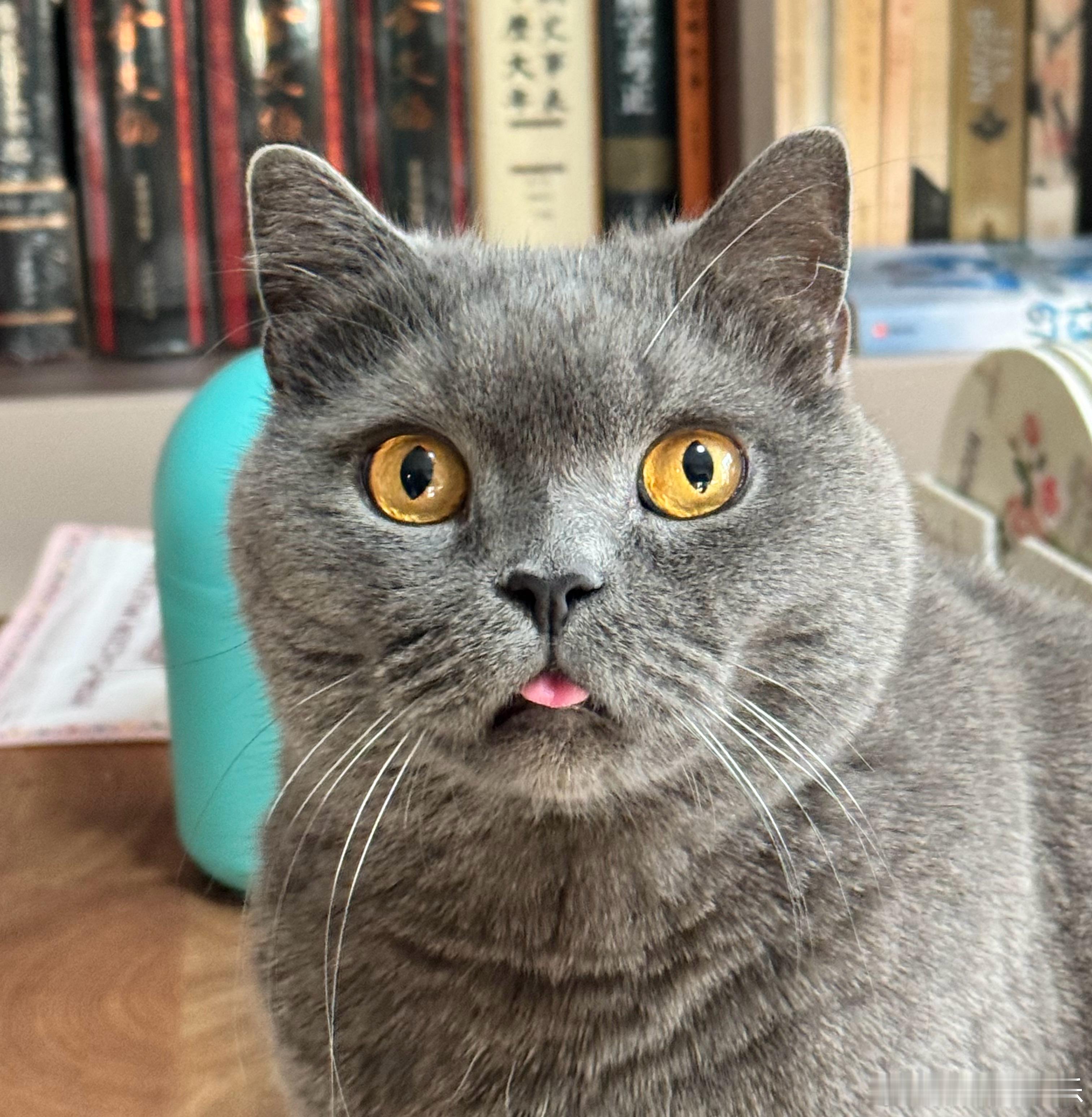 这段时间啥也没干，就陪这家伙来的，如果要说有什么成就，人生第一次吃到了“酸菜血肠