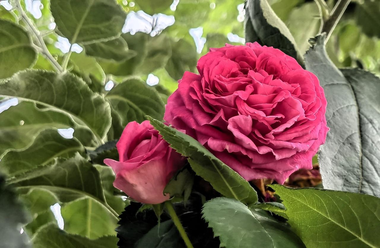 红玫瑰绽芳华，绿叶映春光。