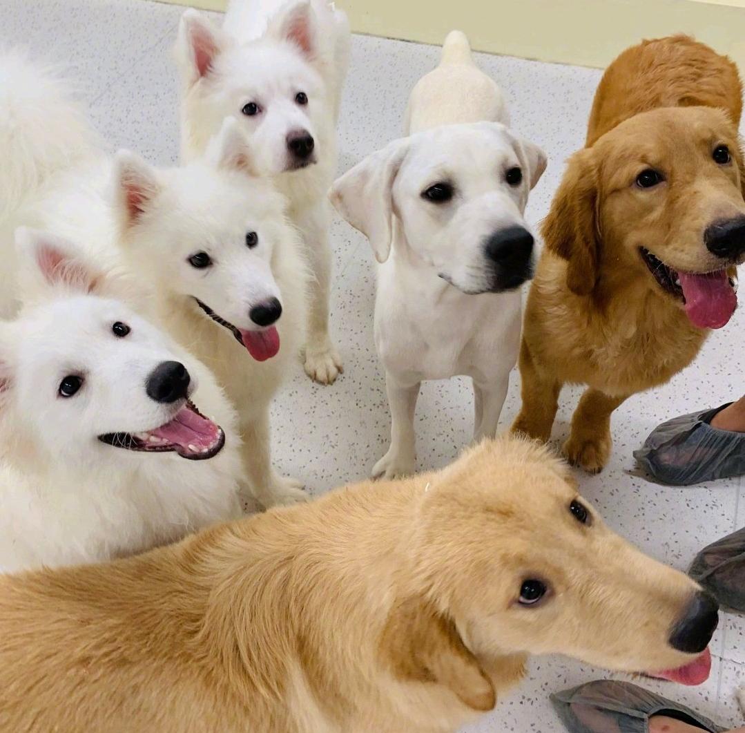 全国首个伴侣动物立法草案被删除
突发热议！福建三明这份全国首个伴侣动物立法草案，