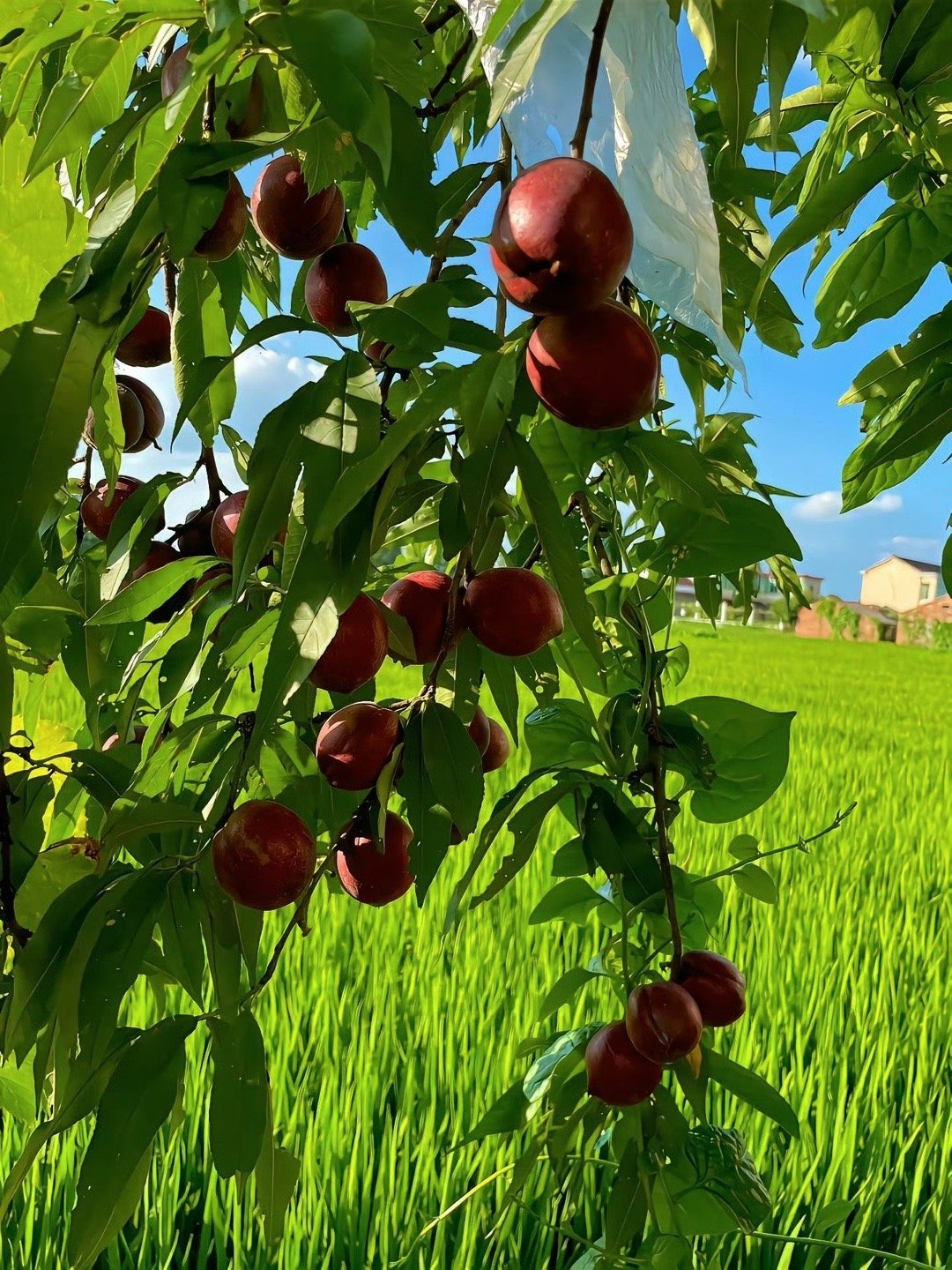 无 尽 夏 