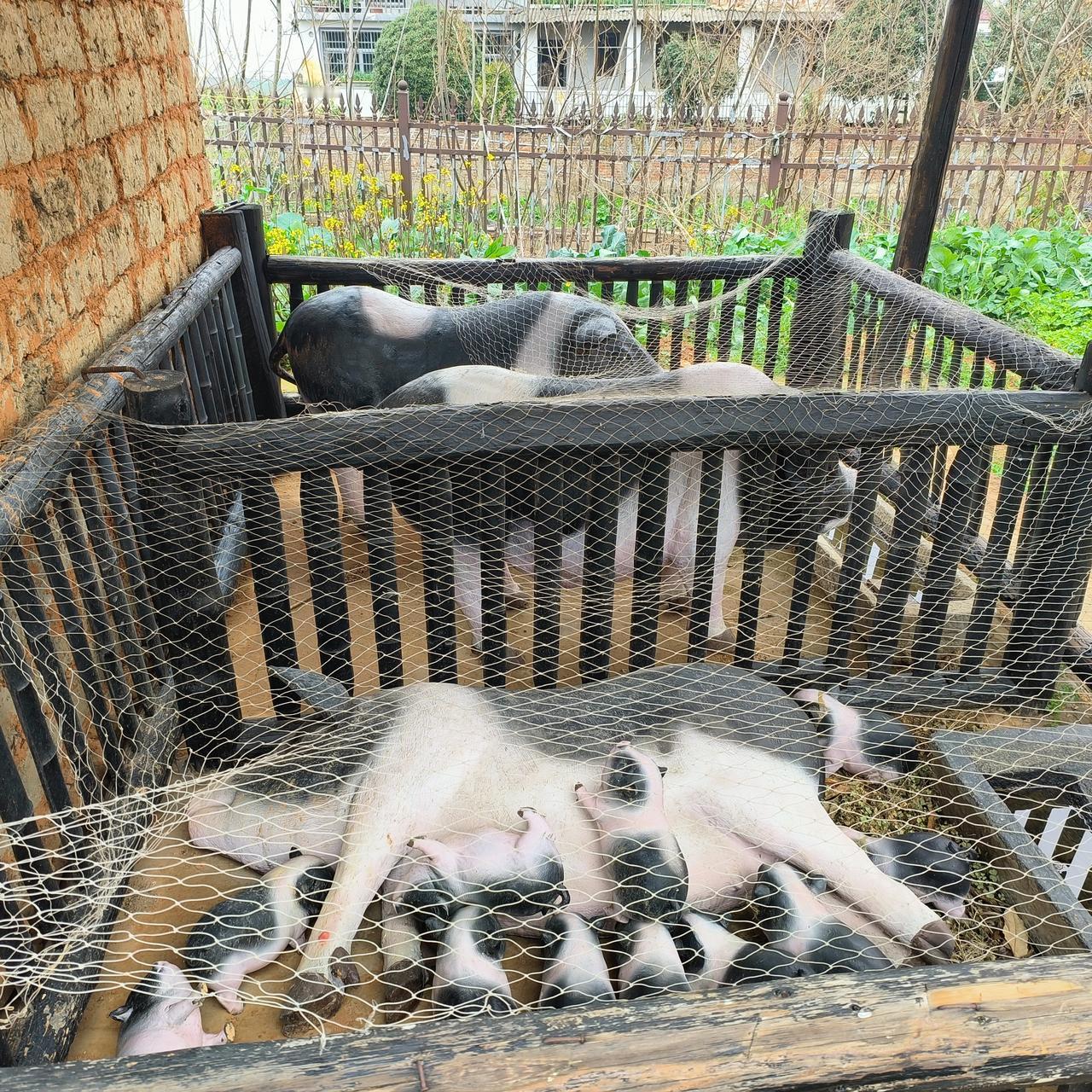 大家还记得八九十年代农村的养猪的农耕生活不？