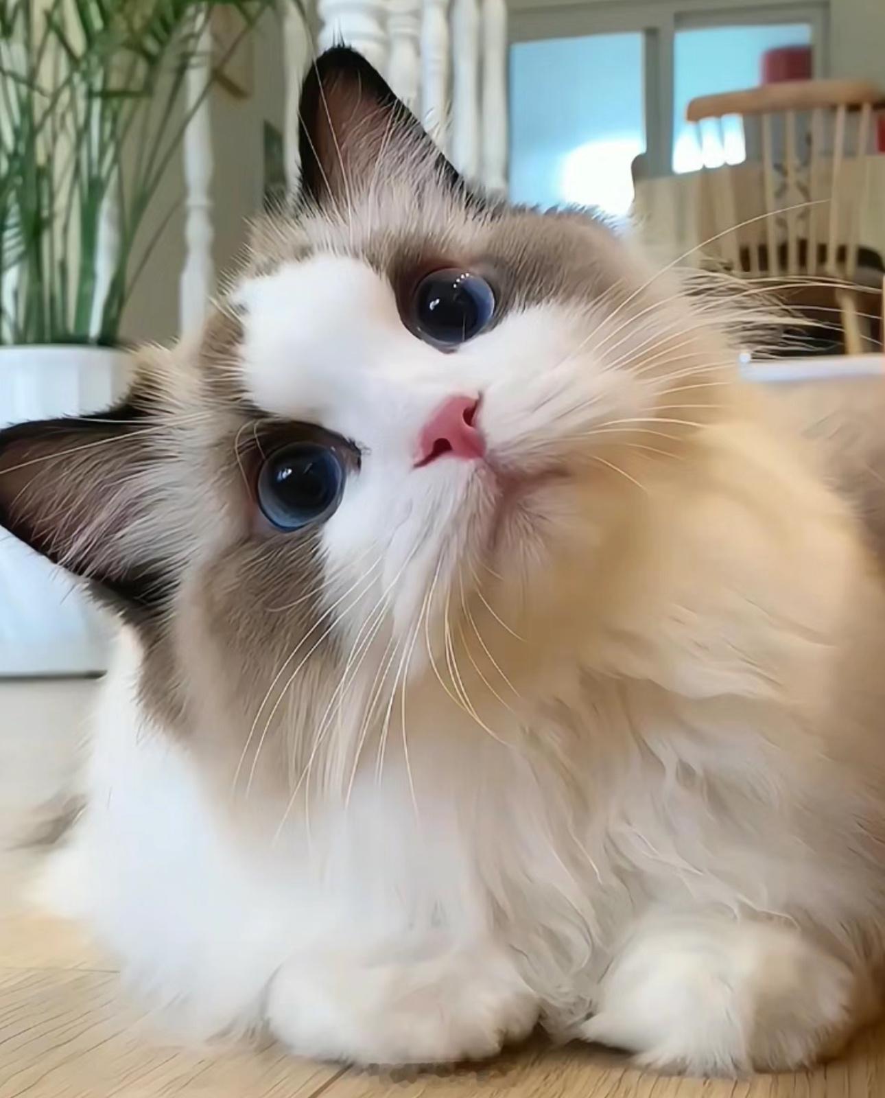 被收养小猫见到仍流浪的妈妈这真能有记忆