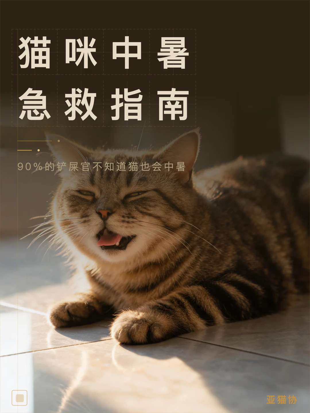 猫中暑急救指南