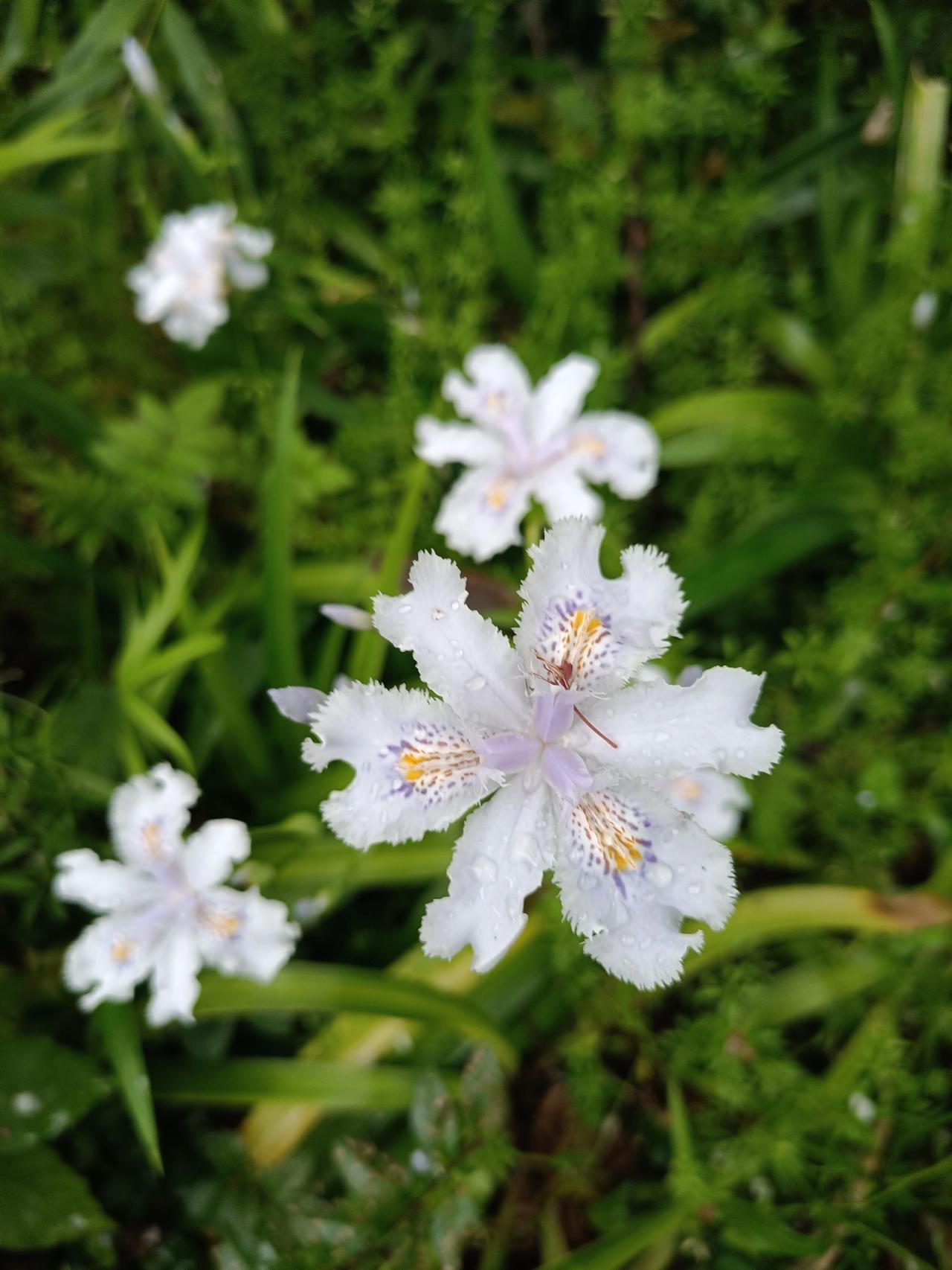 寻找春色………捕捉身边的春色 创作者中心 创作灵感