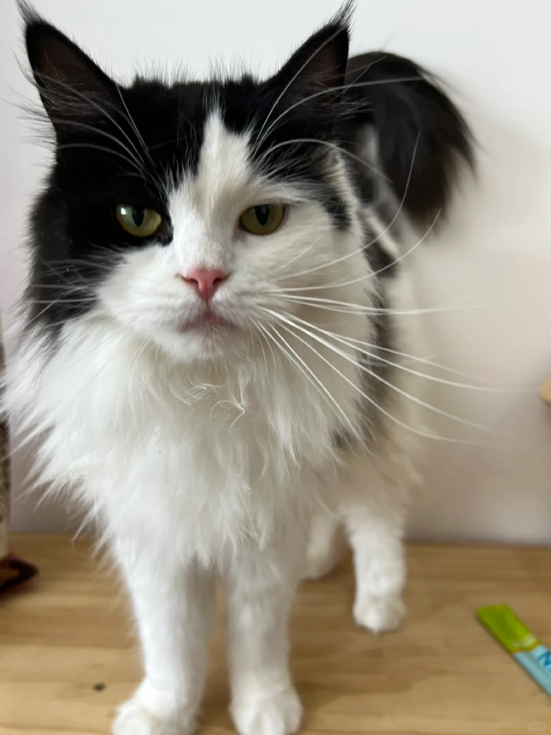 网图别来～让我看看神经奶牛猫到底谁在养啊
