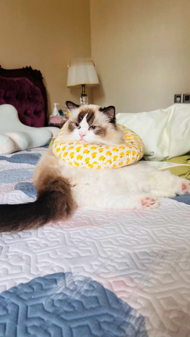 端午快乐喵吃猫猫粽吗 