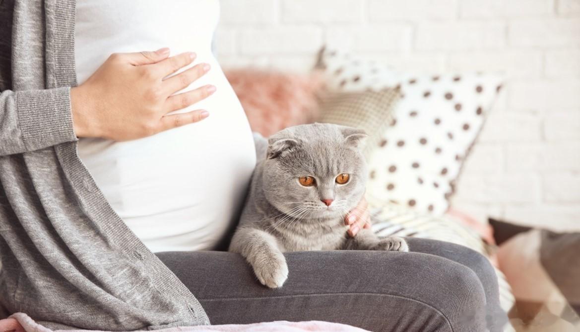 #怀孕后有必要把猫送走吗# 孕妇能养猫吗需要注意什么？孕妇不建议能养猫。在孕期需