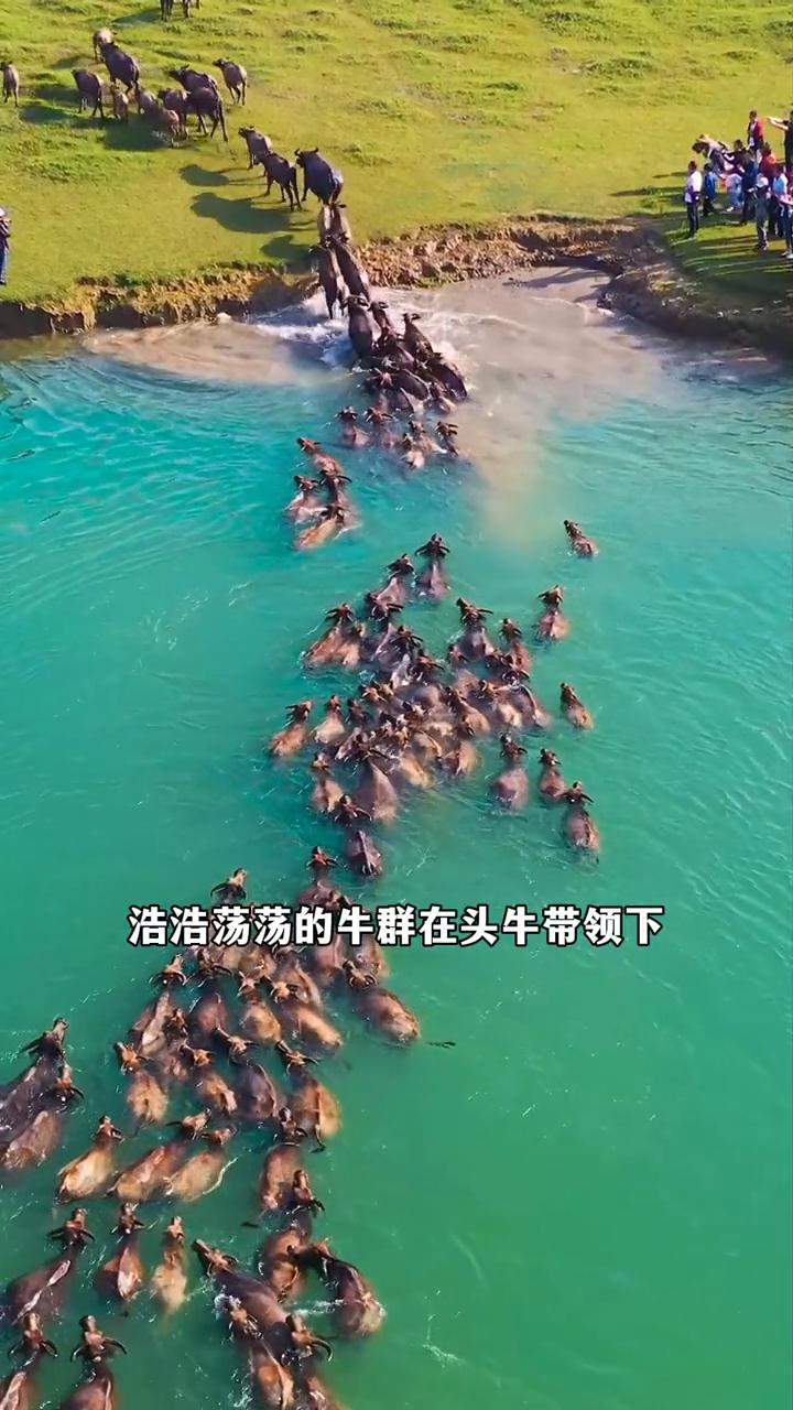 在重庆嘉陵江上每天都上演着百牛竟渡的生态奇观。浩浩荡荡的牛群在头牛带领下母牛驼幼