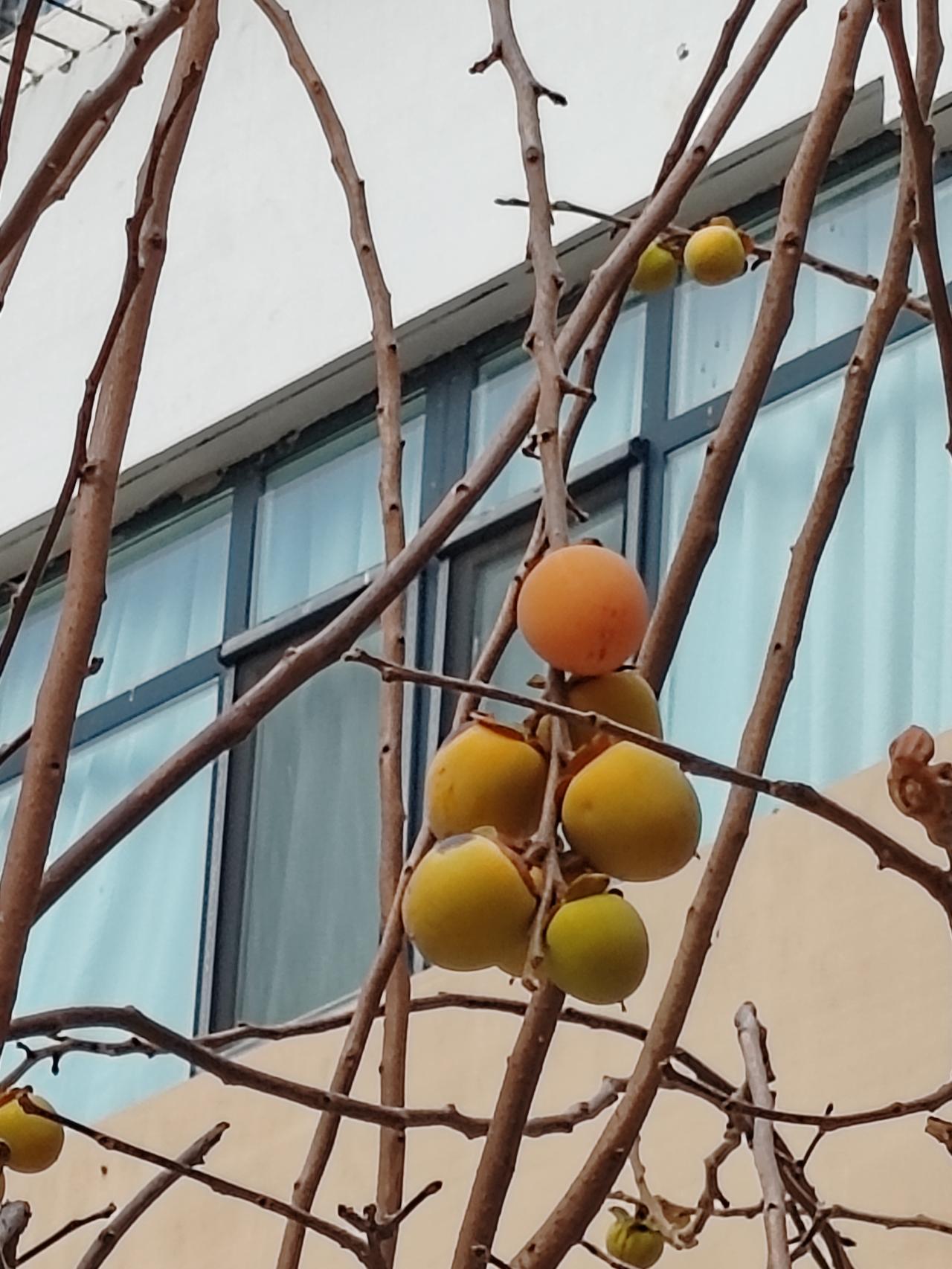 冬日生活打卡季《冬柿树》一树柿叶随风去，徒留空枝挂果高。年迈无力去采撷，望柿兴叹