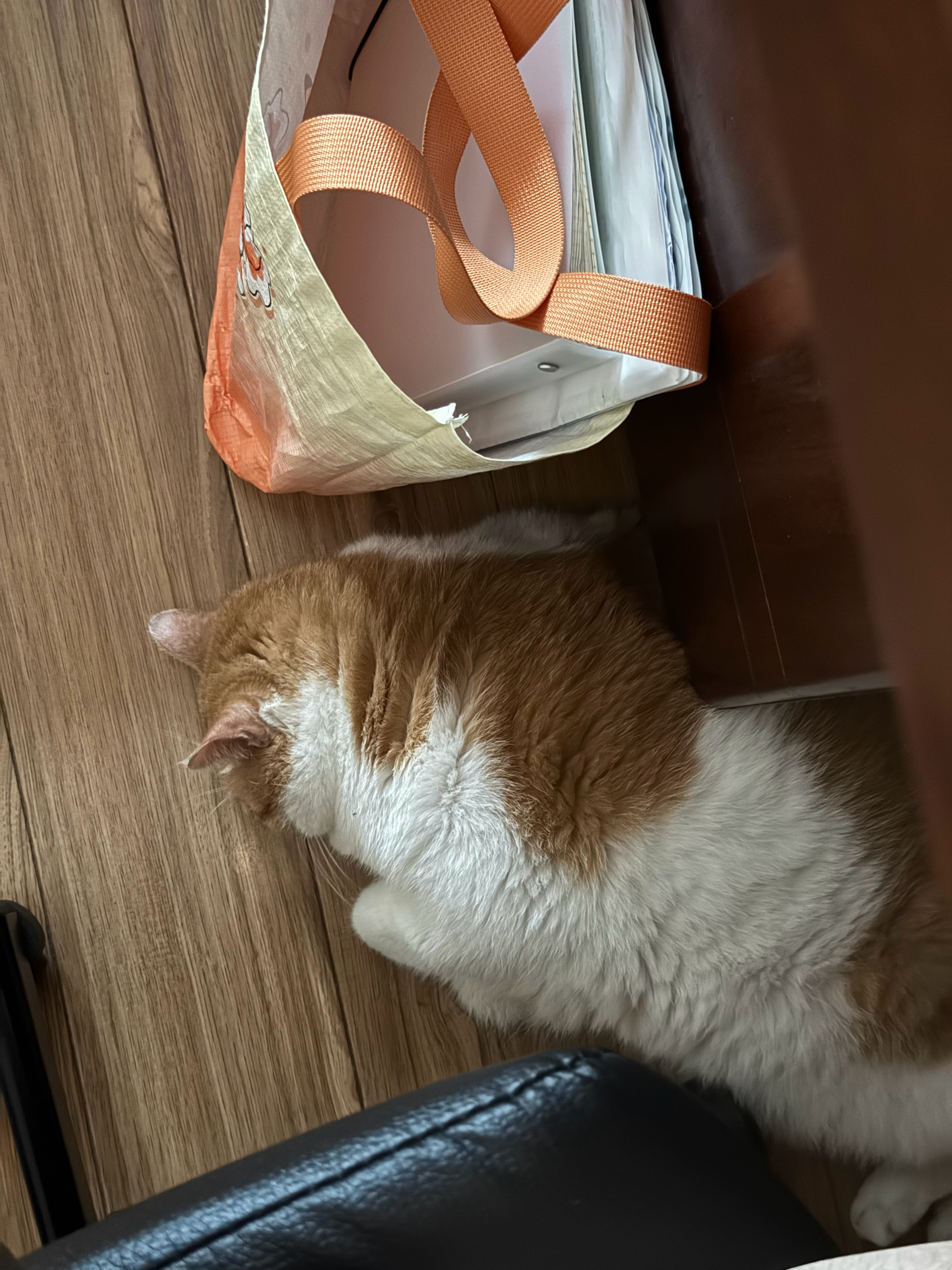 猫睡得太熟了吓我一跳