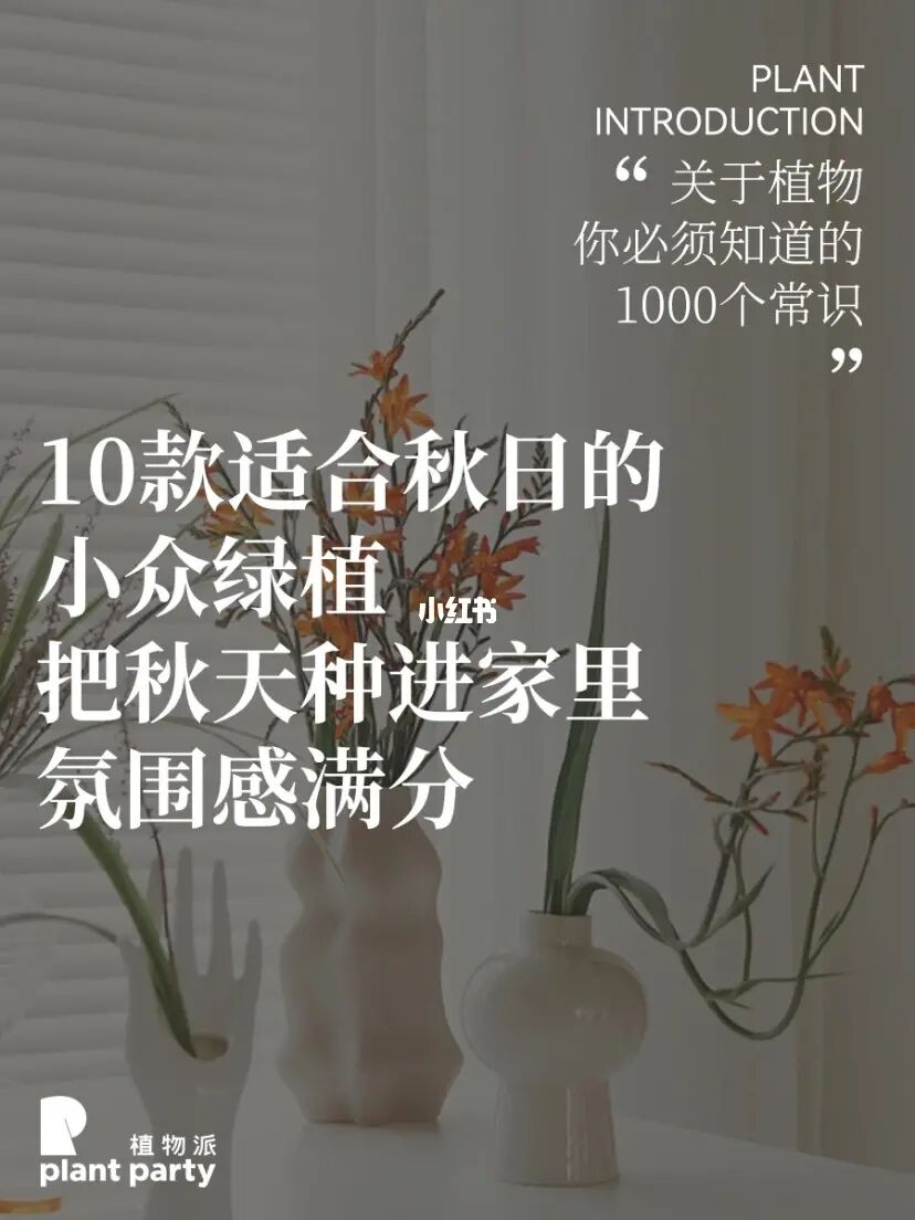 植物美学| 10款「很秋天」小众植物，氛围感💯