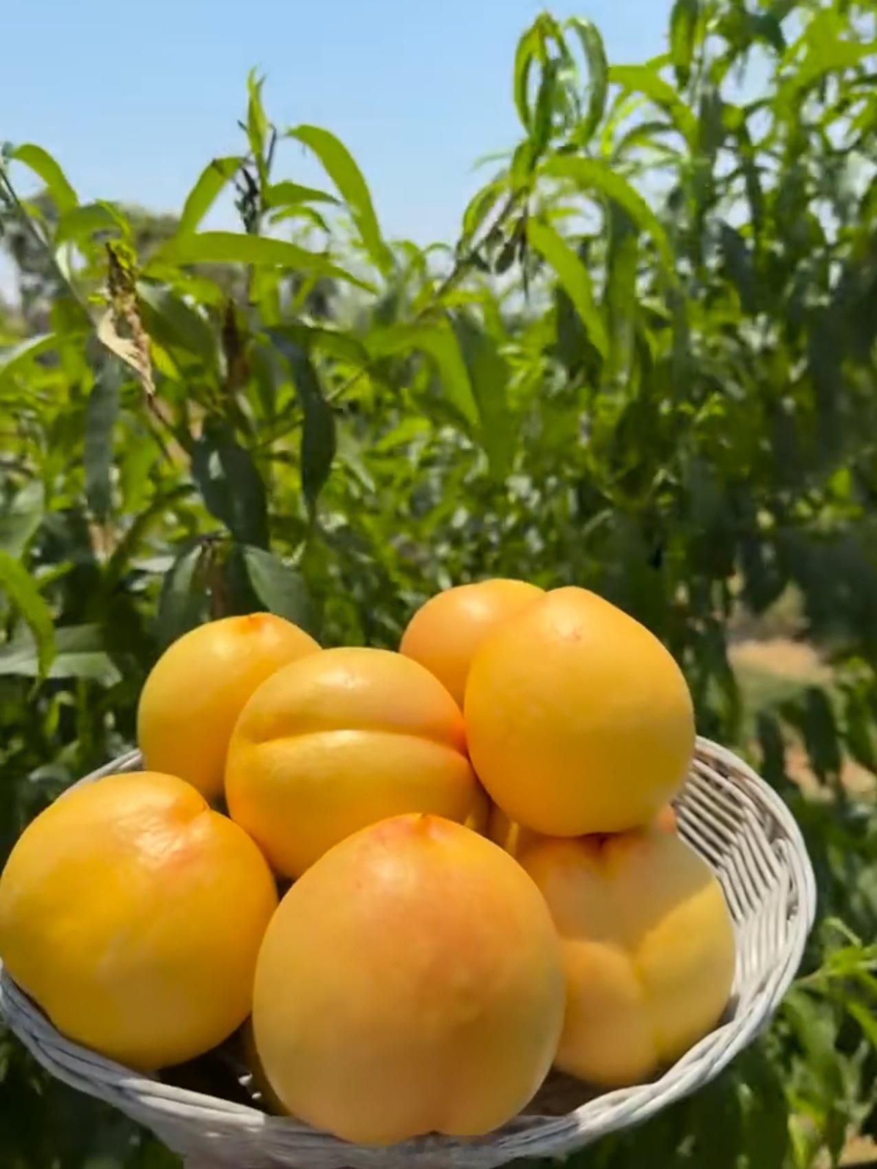 好品山东夏日的甜蜜天花板，必须提名沂蒙蒙阴蜜桃！不愧是上榜好品山东的特色好物，蒙