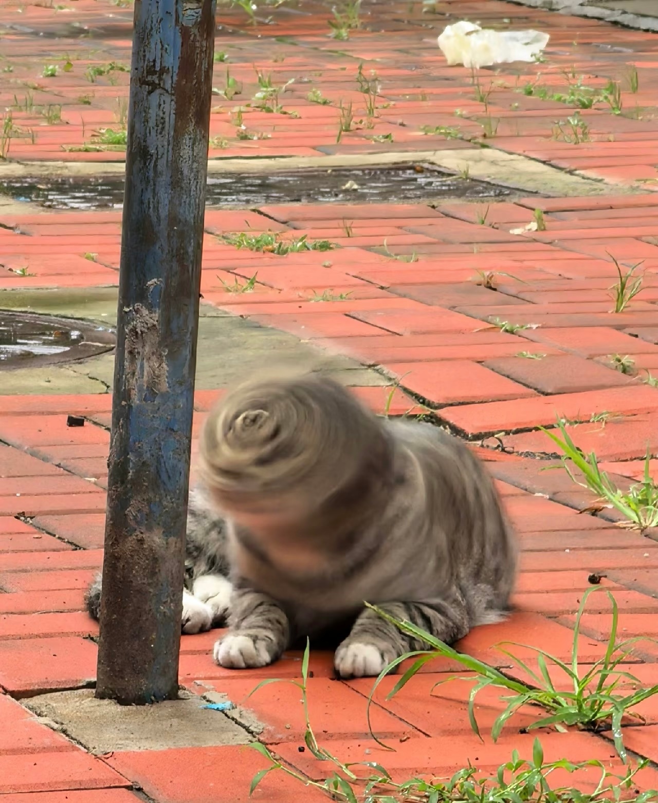 旋风猫猫头 ​​​