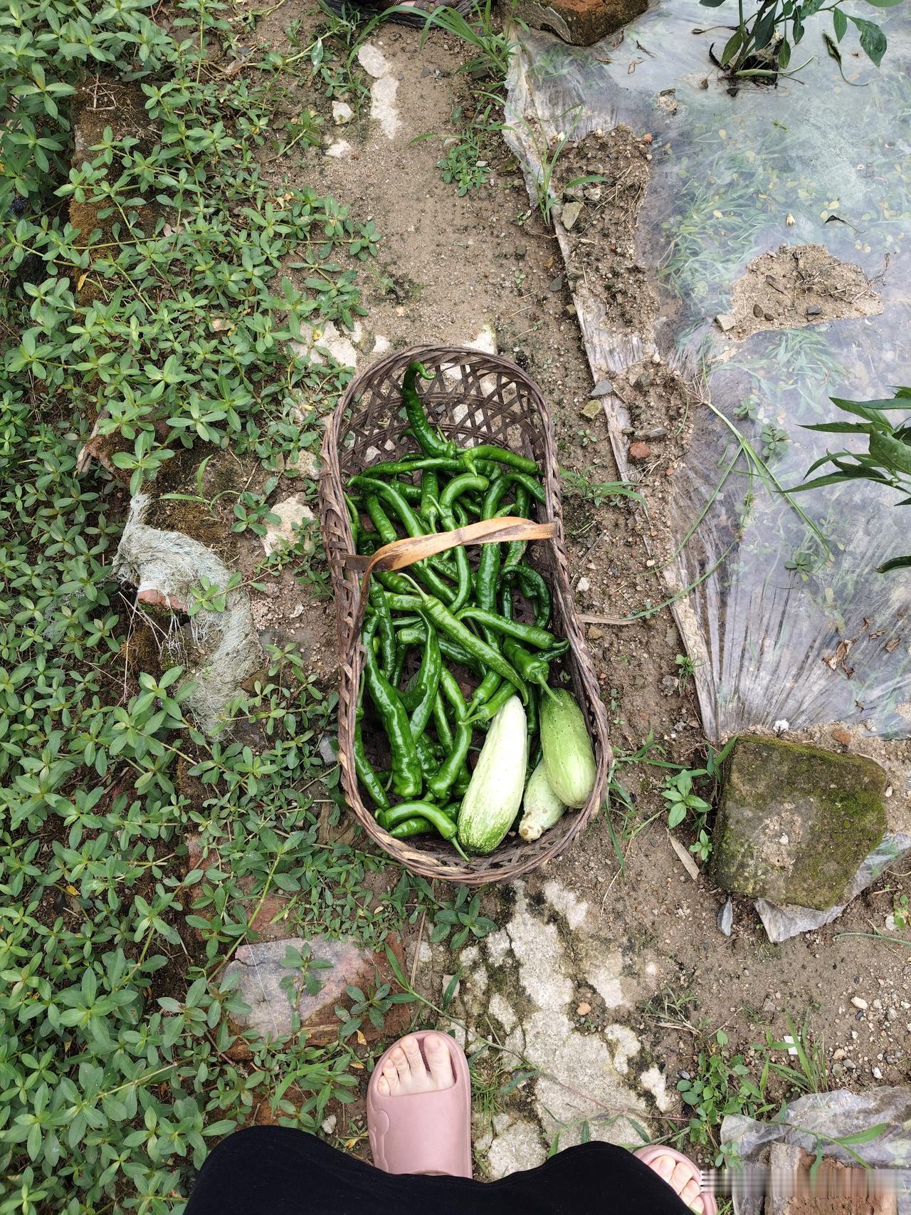 你家菜园都有什么菜好漂亮的绿色食品，健康又美味