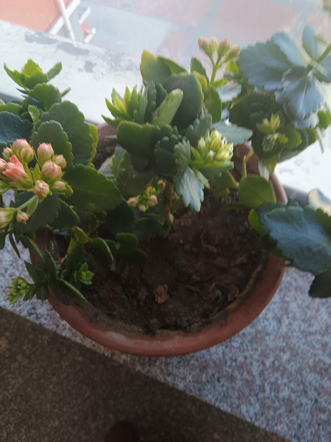 窗台上的多肉植物，生机勃勃，阳光洒满整个画面。