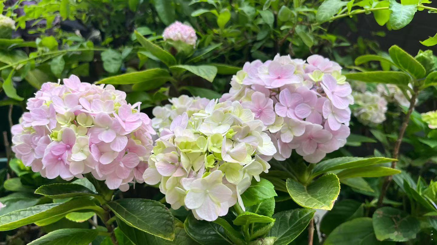春末初夏，我的花花世界🌎 