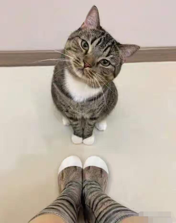 猫咪在想什么呢