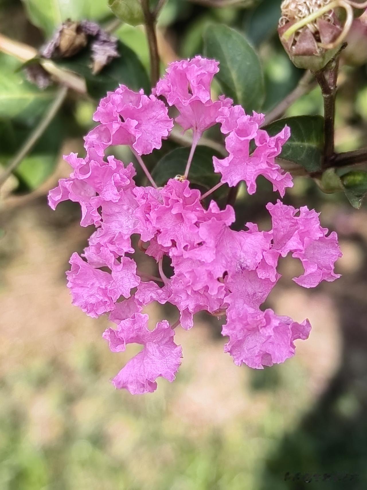 晒图笔记大赛枯萎之前、零落之前、花谢之前、凋零之前……还有什么形容……