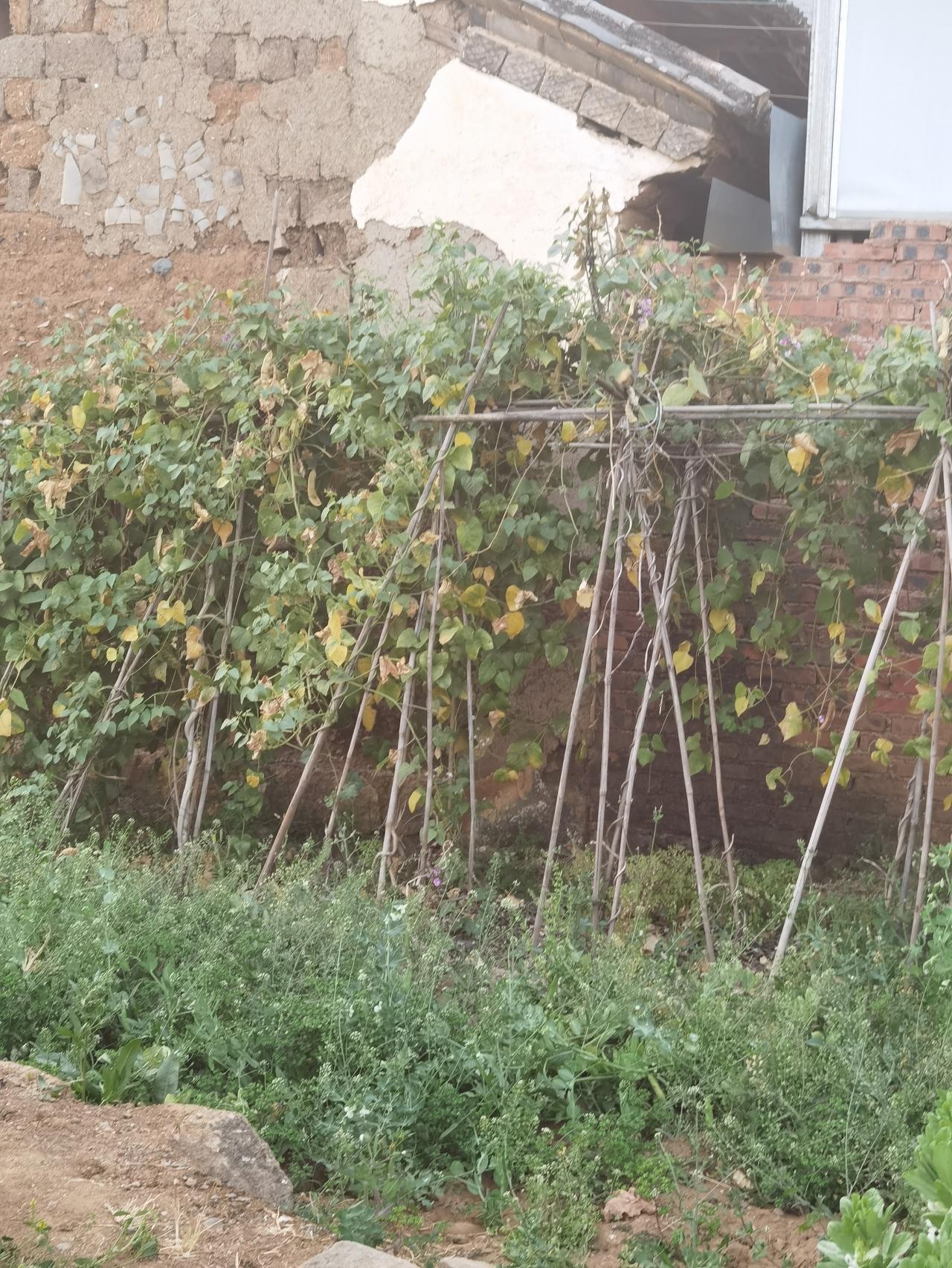 奶奶在院里种下的各种豆子，年夜饭也少不了一盘，摘下很多，送邻居送朋友。
