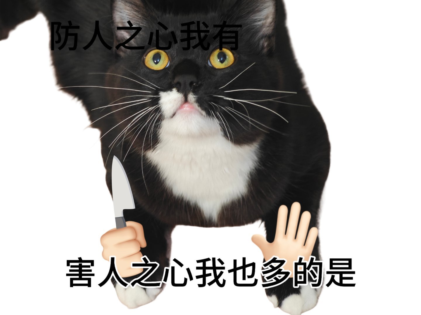 放两只咪巡逻好友圈 
