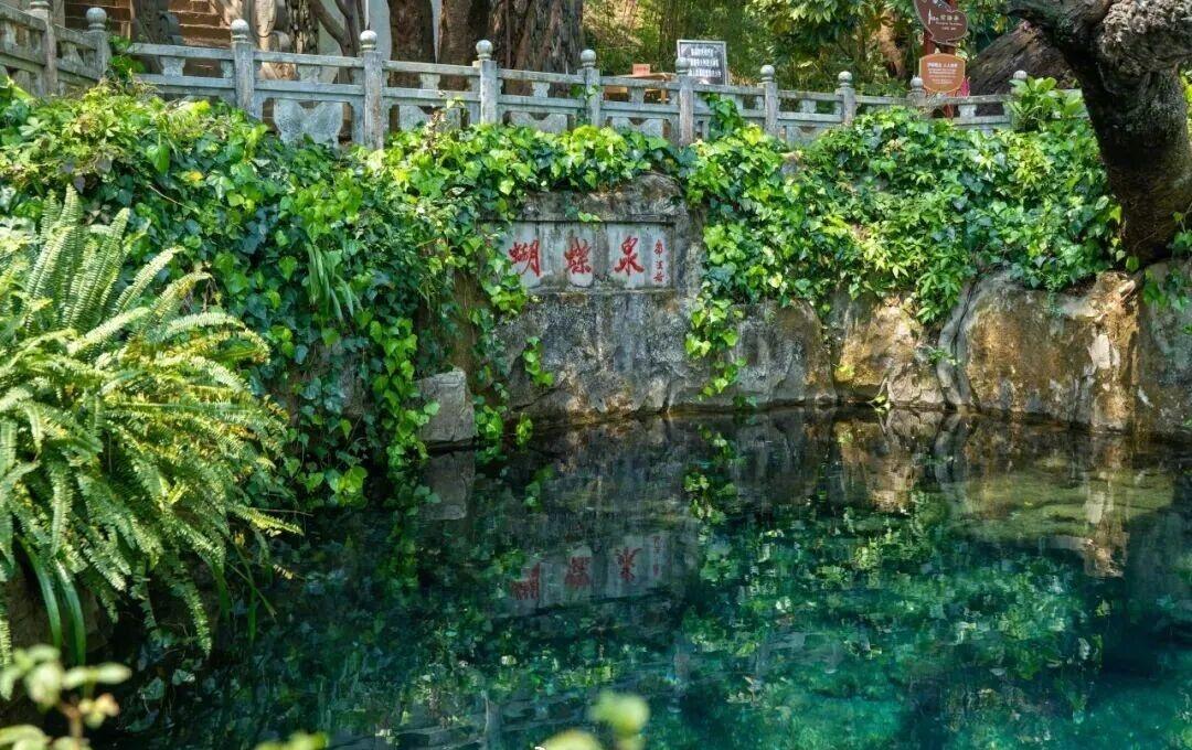 ​​“真蝶千万，连须勾足，自树巅倒悬而下及于泉面，缤纷络绎，五色焕然。”这是明代