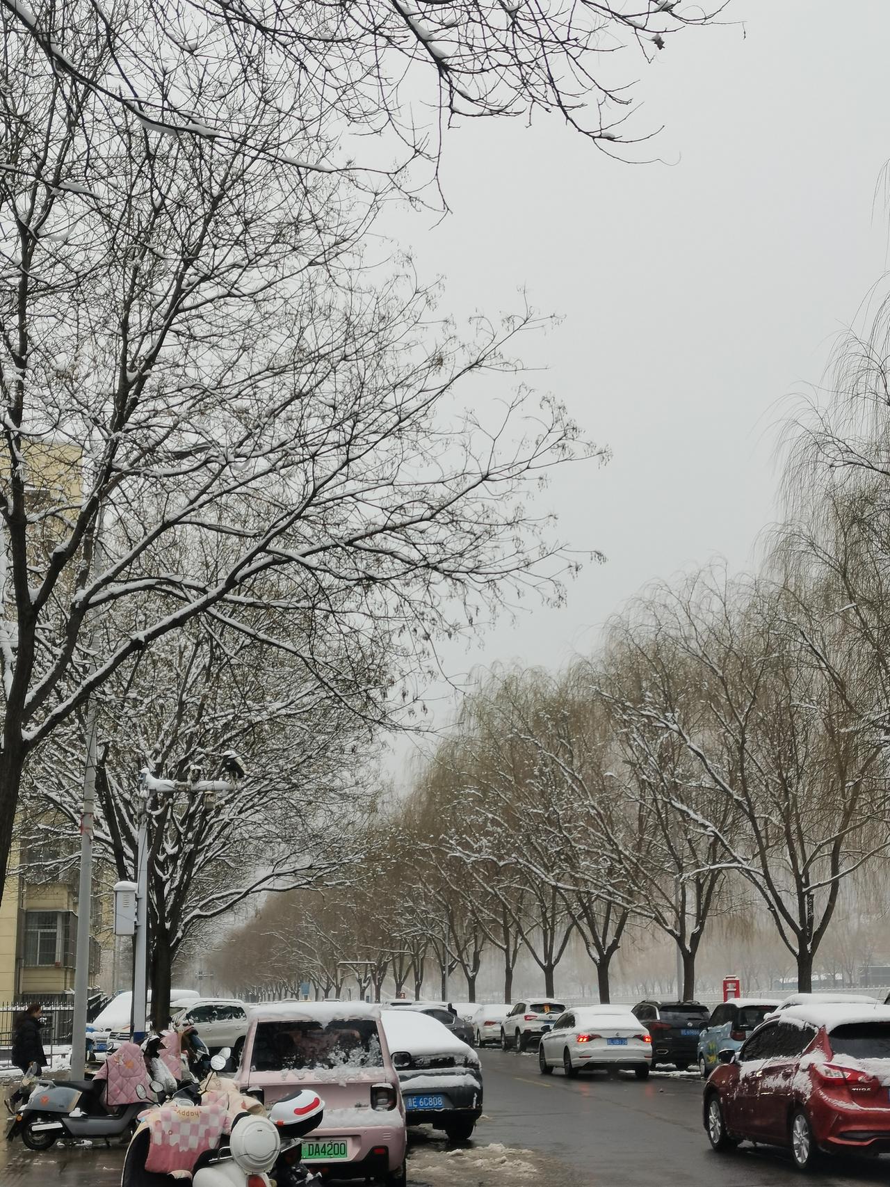 你看这雪下的，把路边的树都裹得白乎乎的，枝枝杈杈都挂着雪，看着就冷飕飕的。
 