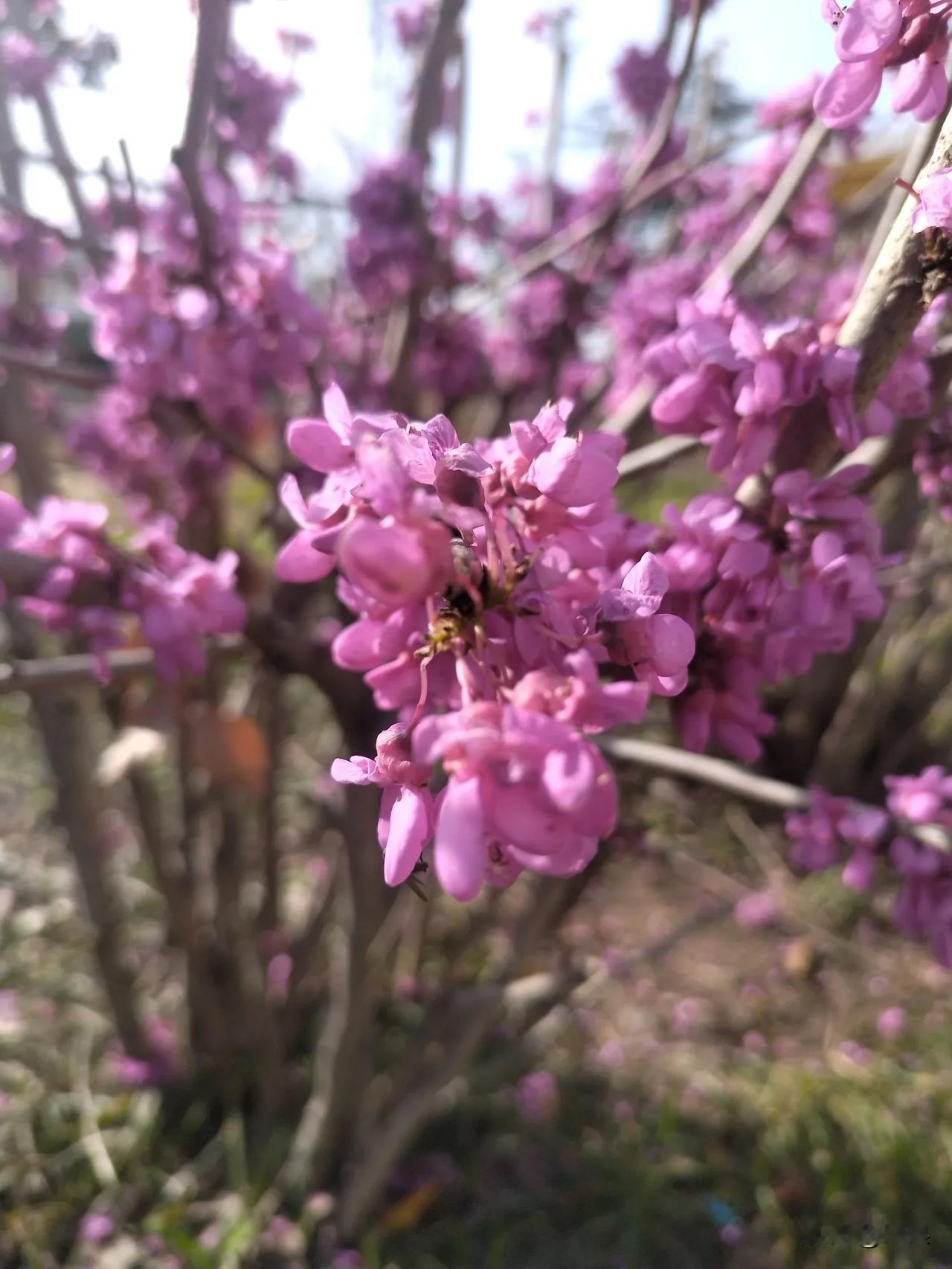 大早晨的被电话声给吵醒，一看又是俺家打来的，我没好气的给他一顿吵：“谁让你打电话