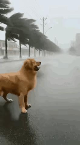 金毛：泰迪，在天灾面前你还是不够份量，哈哈…宠物金毛狗狗 亲人小狗 萌系金毛表情