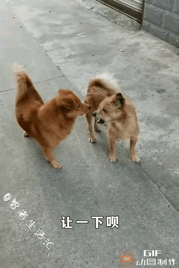 黄狗真是苍蝇面前吹喇叭
不自量力啊！[奸笑]