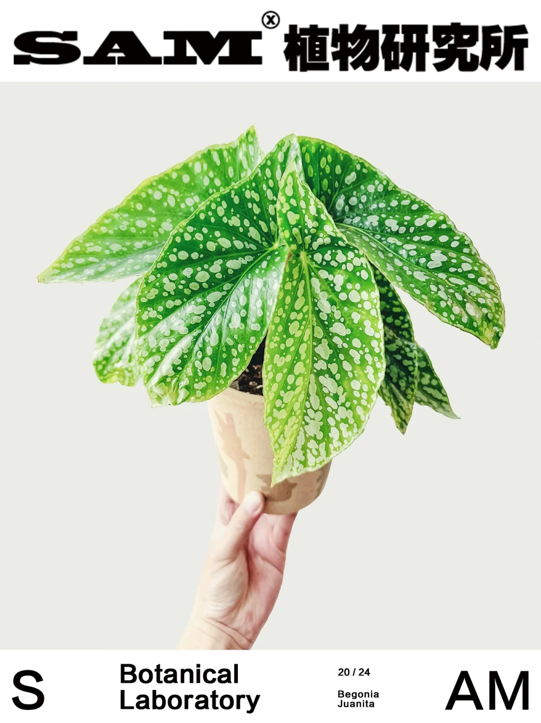 胡安妮塔｜Begonia Hoshigaoka