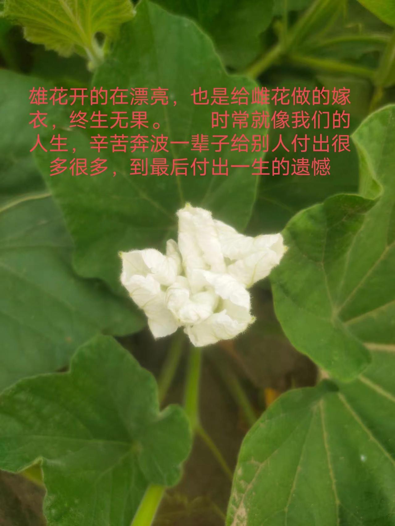 人生感悟。情感 人生之道 悟