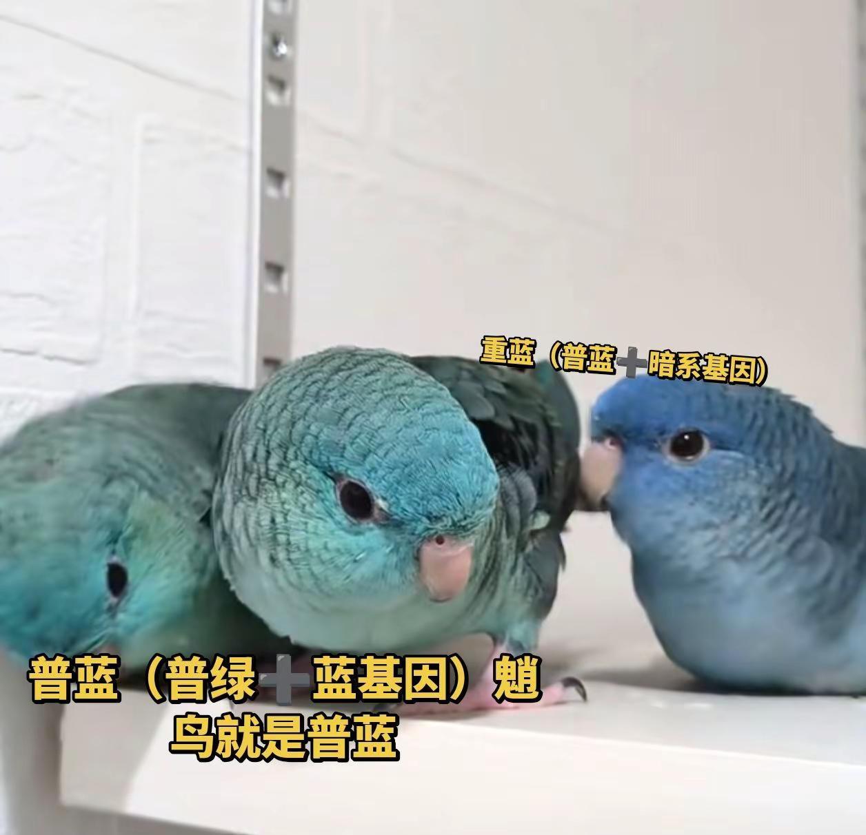 今天介绍的是横斑的高端基因-丝基因。养横斑必懂的丝基因！一分钟分清普通横斑和银丝
