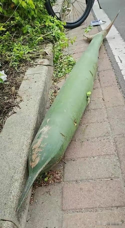 反正我是没见过，你们呢